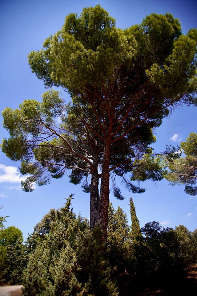arbol