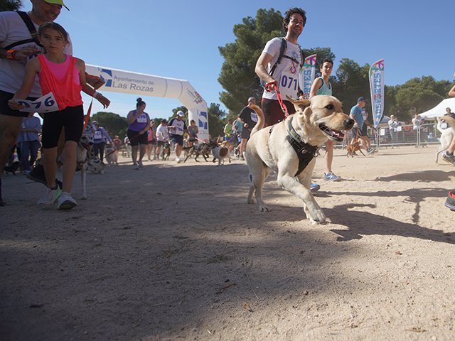 perros