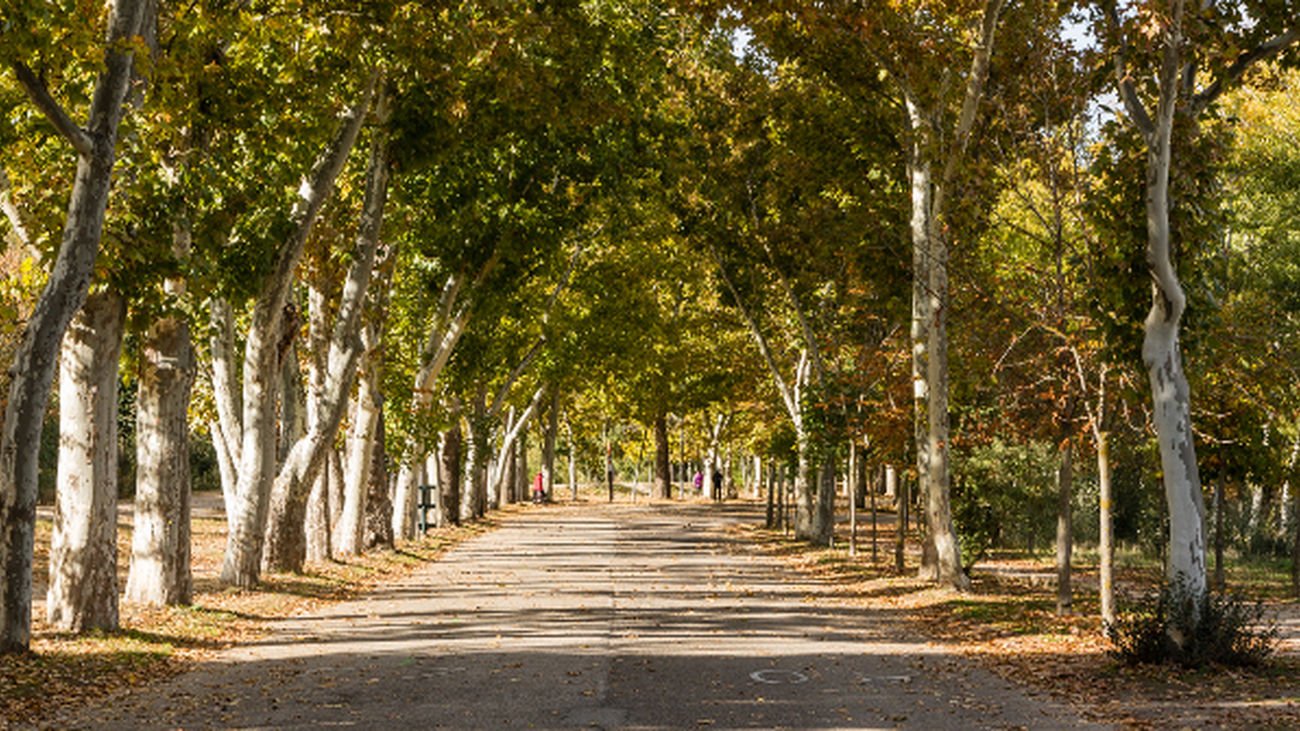 Paseo de los Castaños en la Casa de Campo