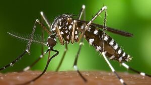 Mosquito tigre
