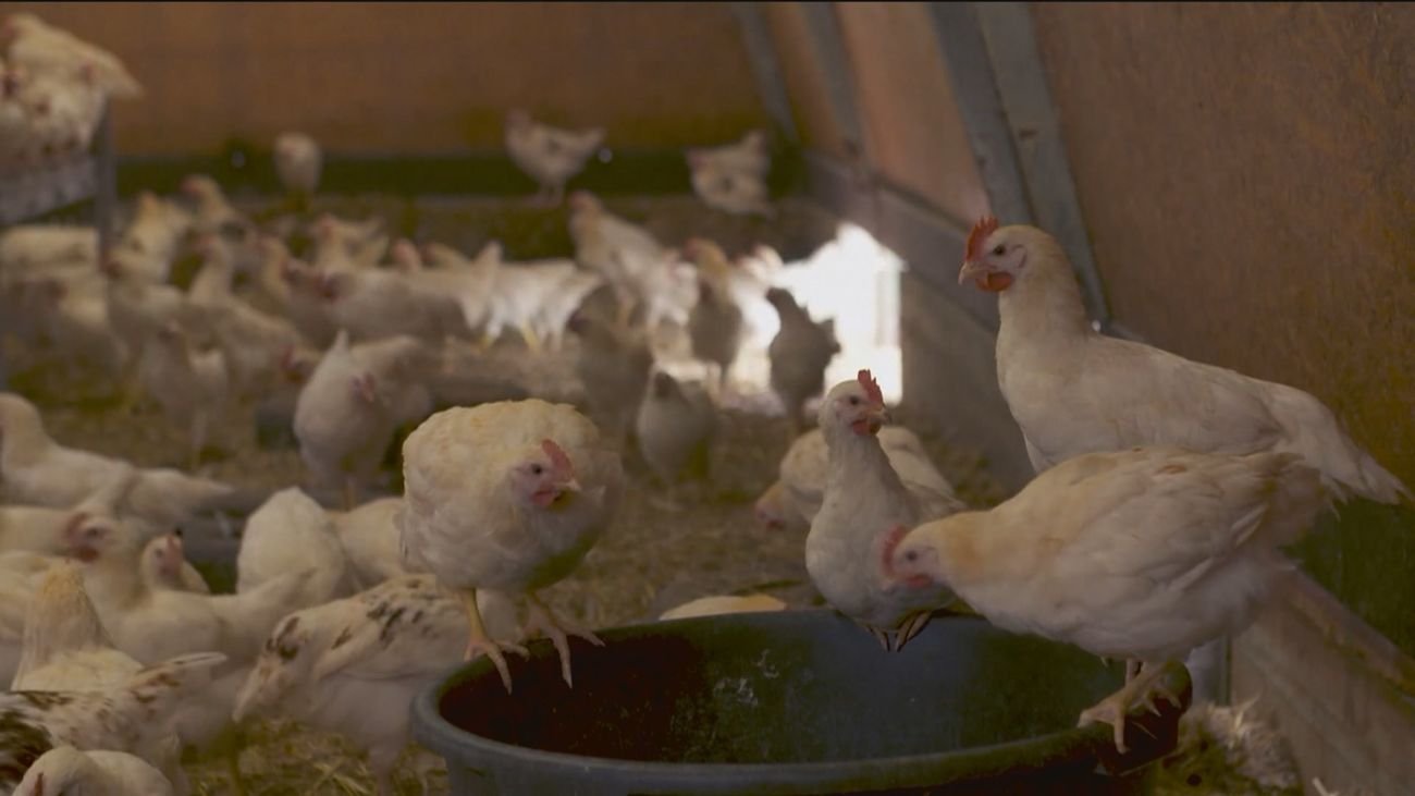Gallinas y pollos